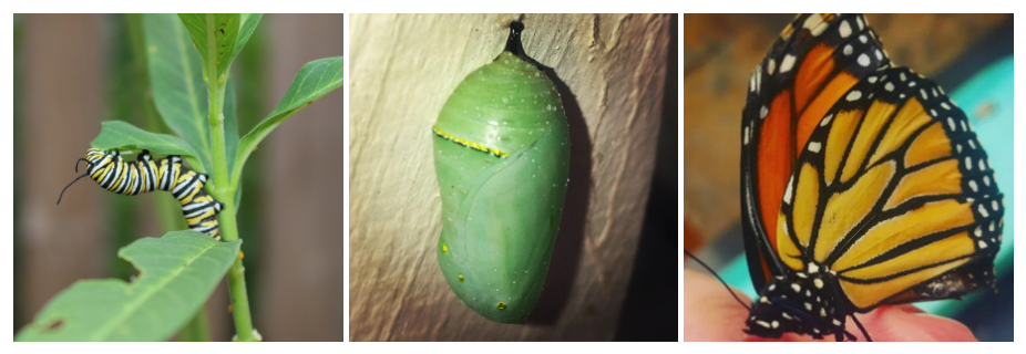 Monarch caterpillar, chrysalis, and butterfly